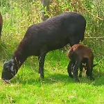 Les Du Galant Rez De Jardin Maison d'hôtes
