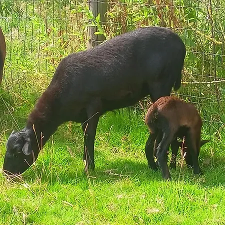 Les Du Galant Rez De Jardin Penzion