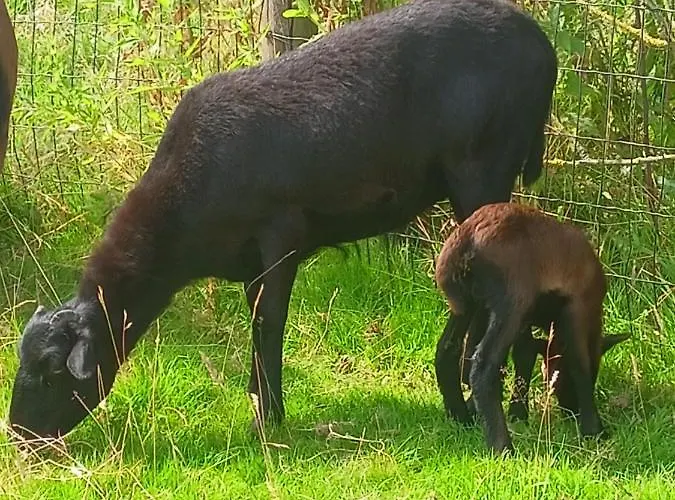 Les Du Galant Rez De Jardin Maison d'hôtes