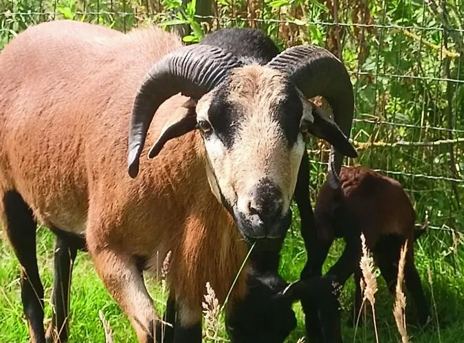 Maison d'hôtes Les Du Galant Rez De Jardin 3*
